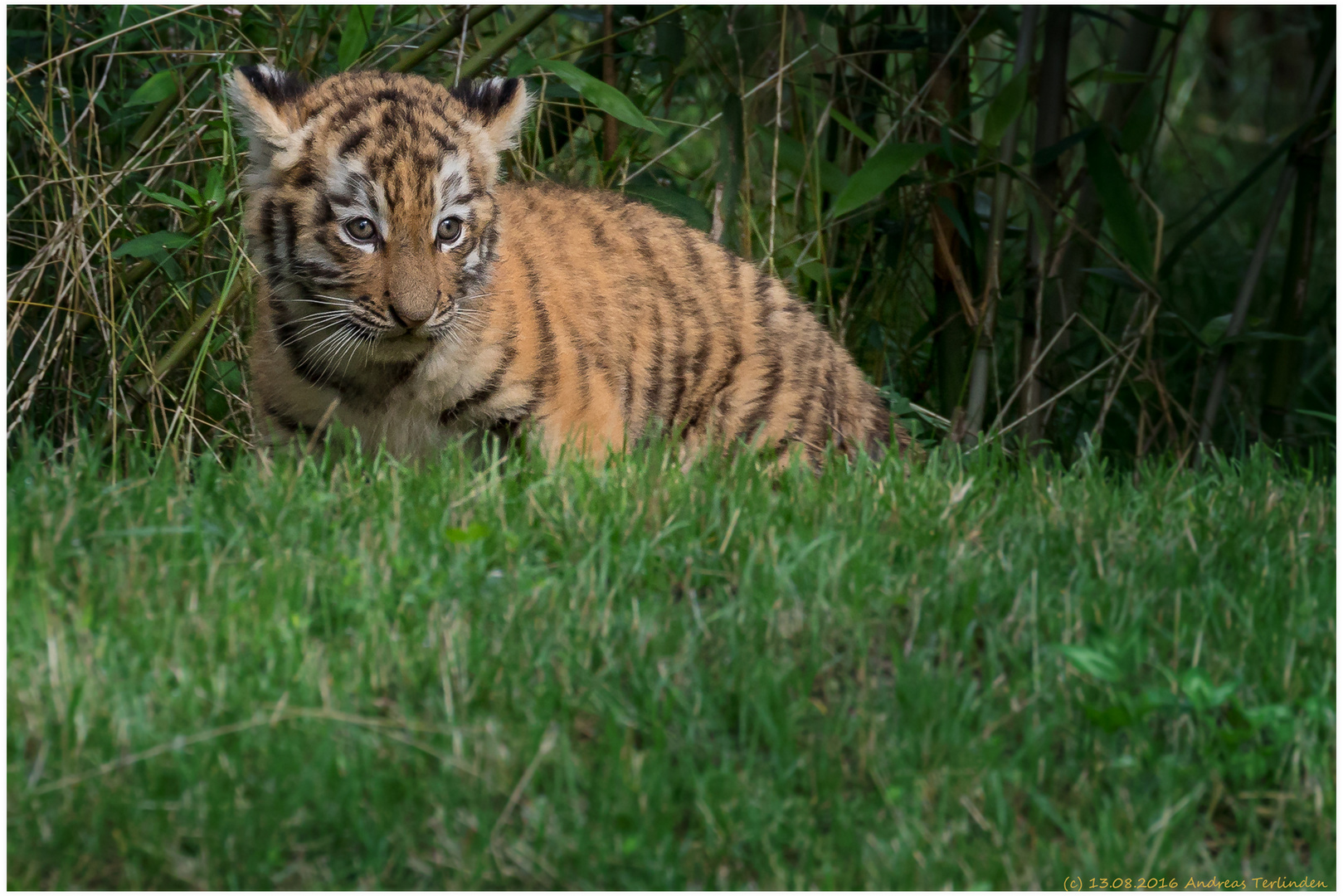 Tiger-2016-Zoo-Duisburg-20160813