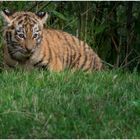 Tiger-2016-Zoo-Duisburg-20160813