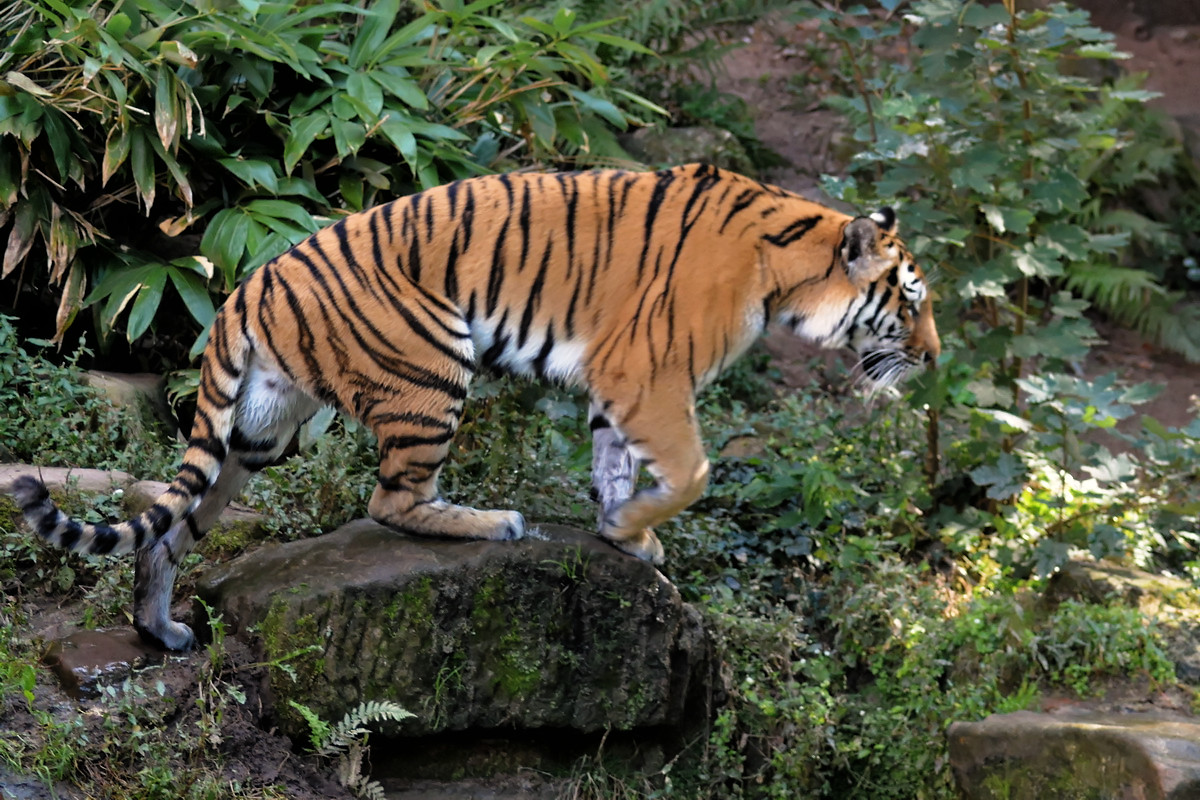 Tiger