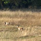 Tiger 3, Bandhavgarh NP, Indien