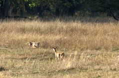 Tiger 3, Bandhavgarh NP, Indien