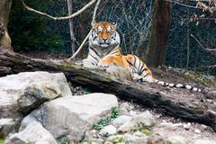 Tiger 3