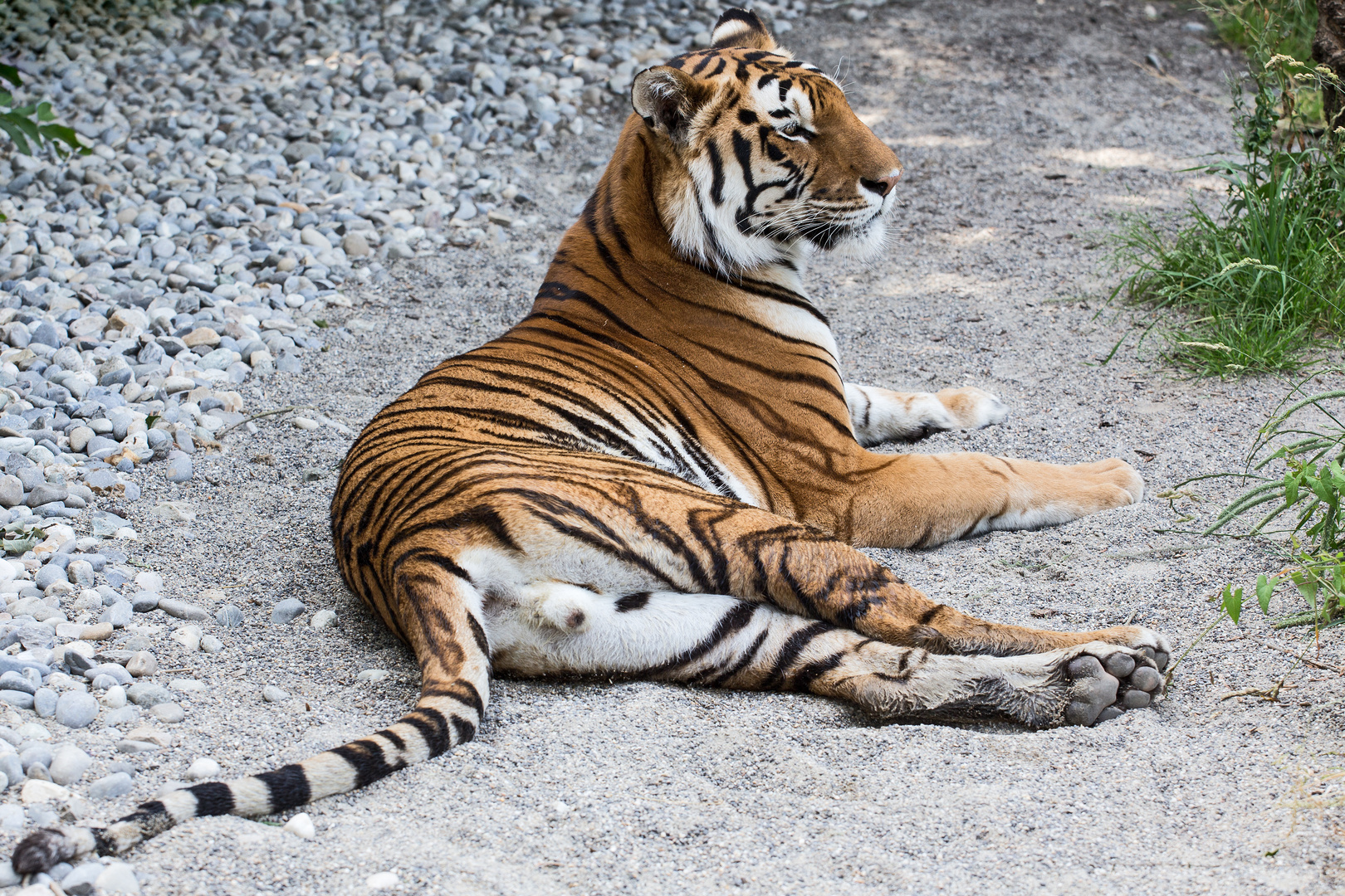 Tiger 3 im Raubtierpark Subingen