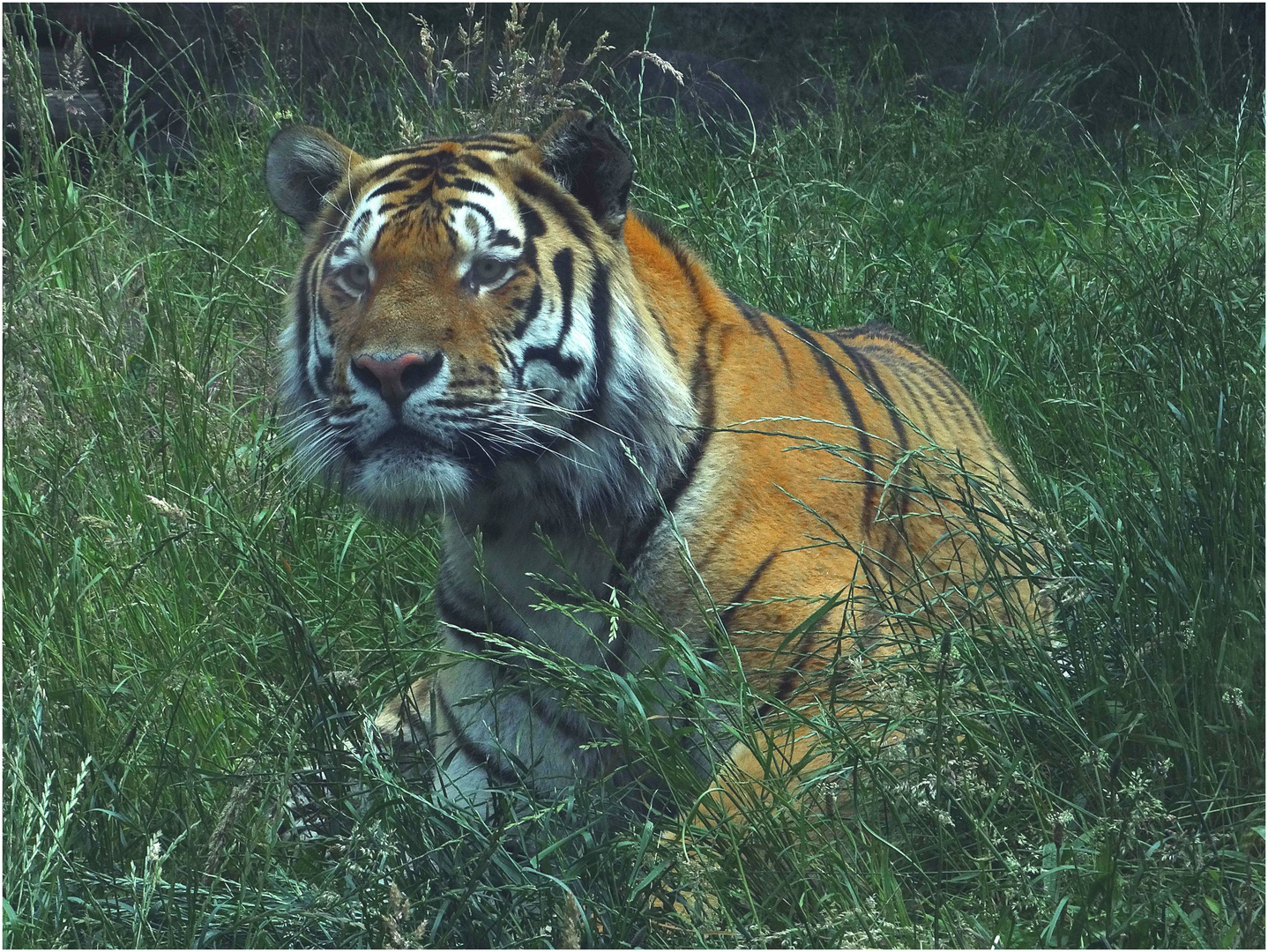 Tiger (3) Zoo Neuwied