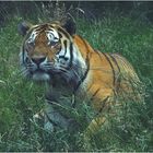 Tiger (3) Zoo Neuwied
