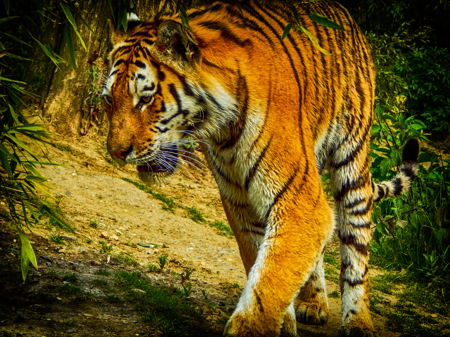 Tiger