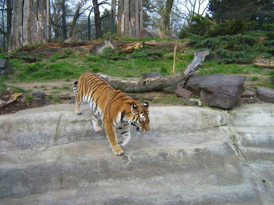 Tiger