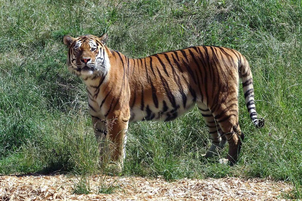 Tiger (4) Neuwieder Zoo