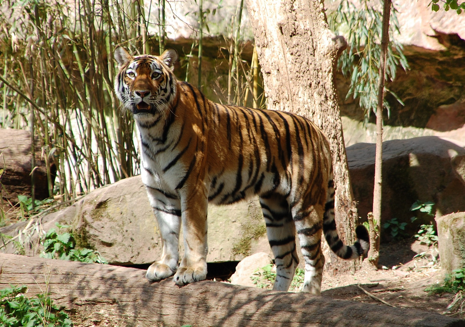 Tiger