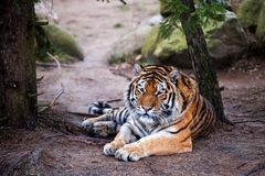 tiger