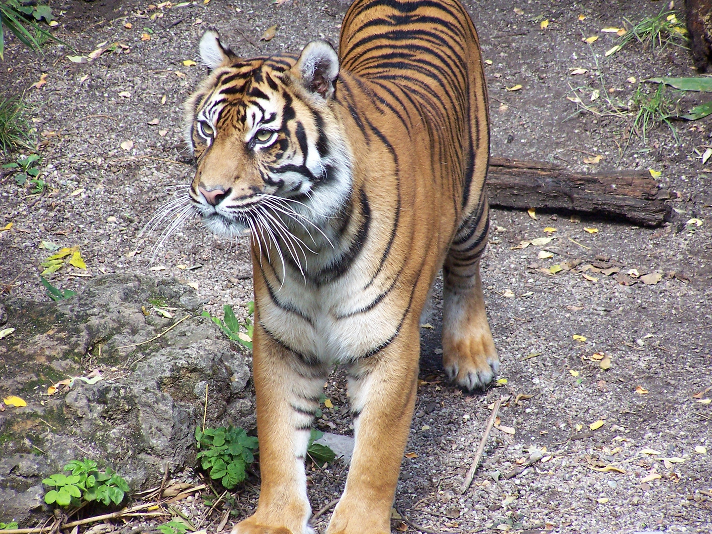 Tiger