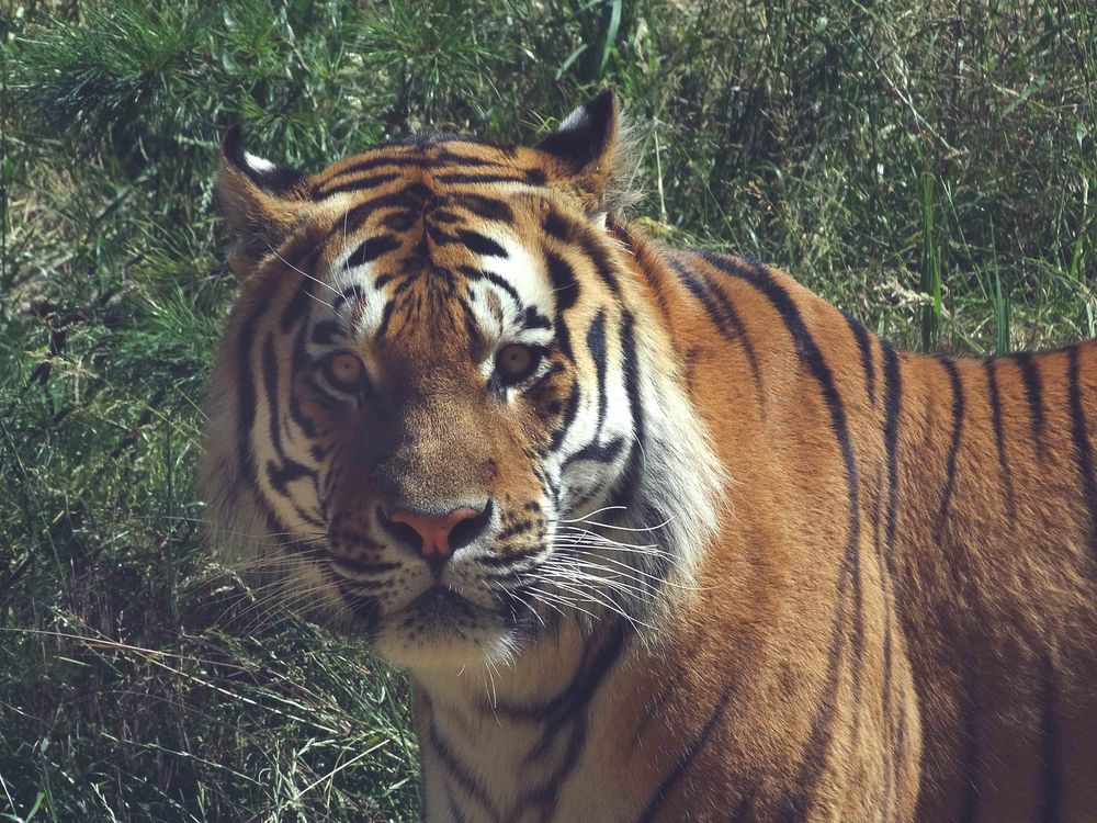 Tiger (5) Neuwieder Zoo