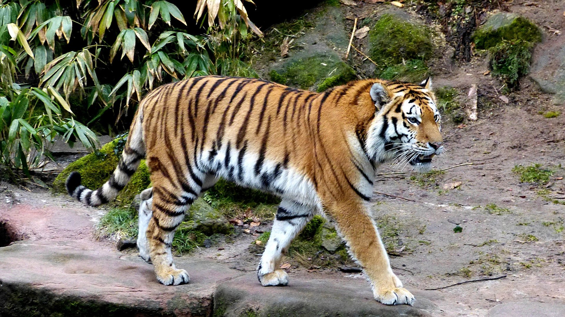 Tiger 6