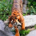 ...Tiger...