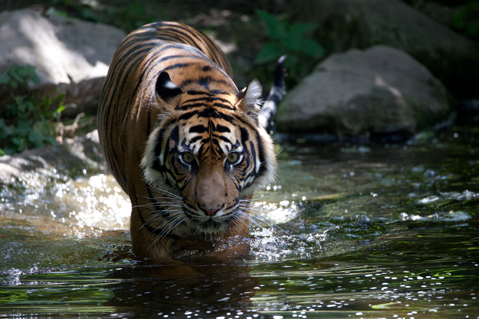 Tiger Foto & Bild | tiere, zoo, wildpark & falknerei, säugetiere Bilder