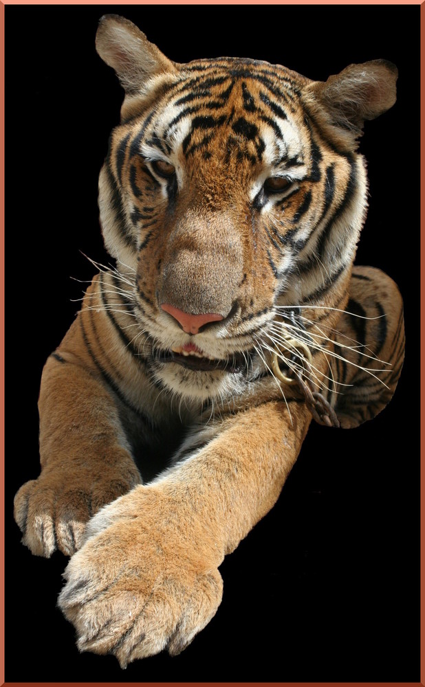 tiger