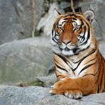 - Tiger - 