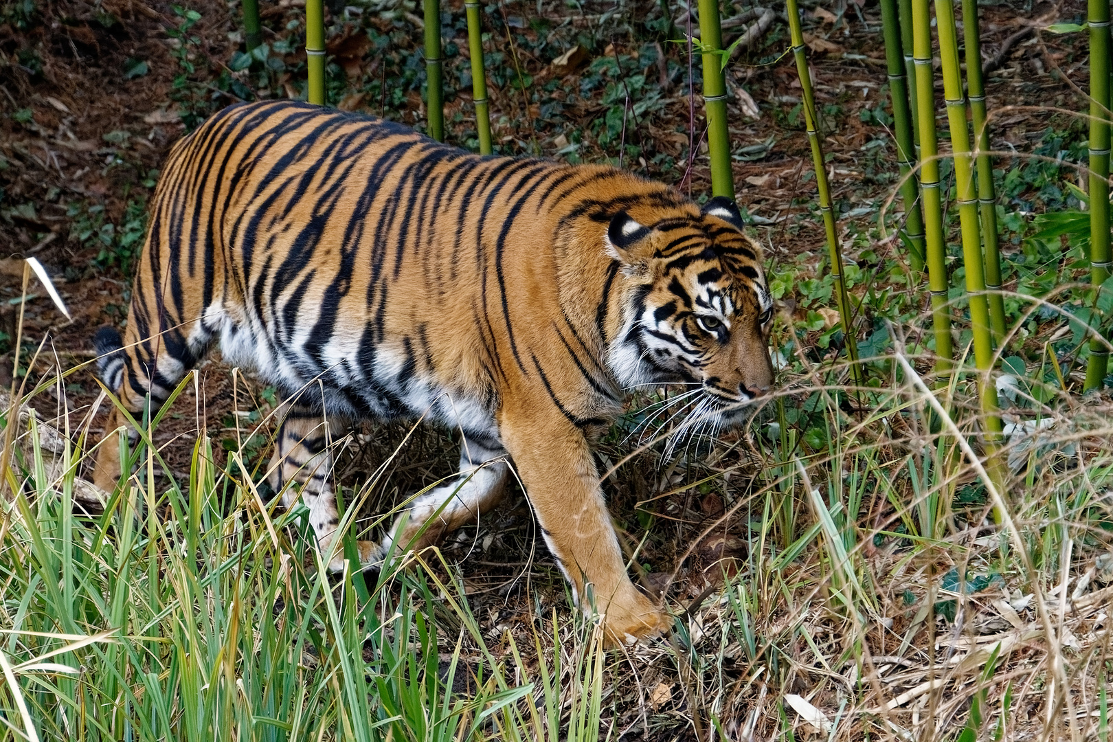 Tiger 