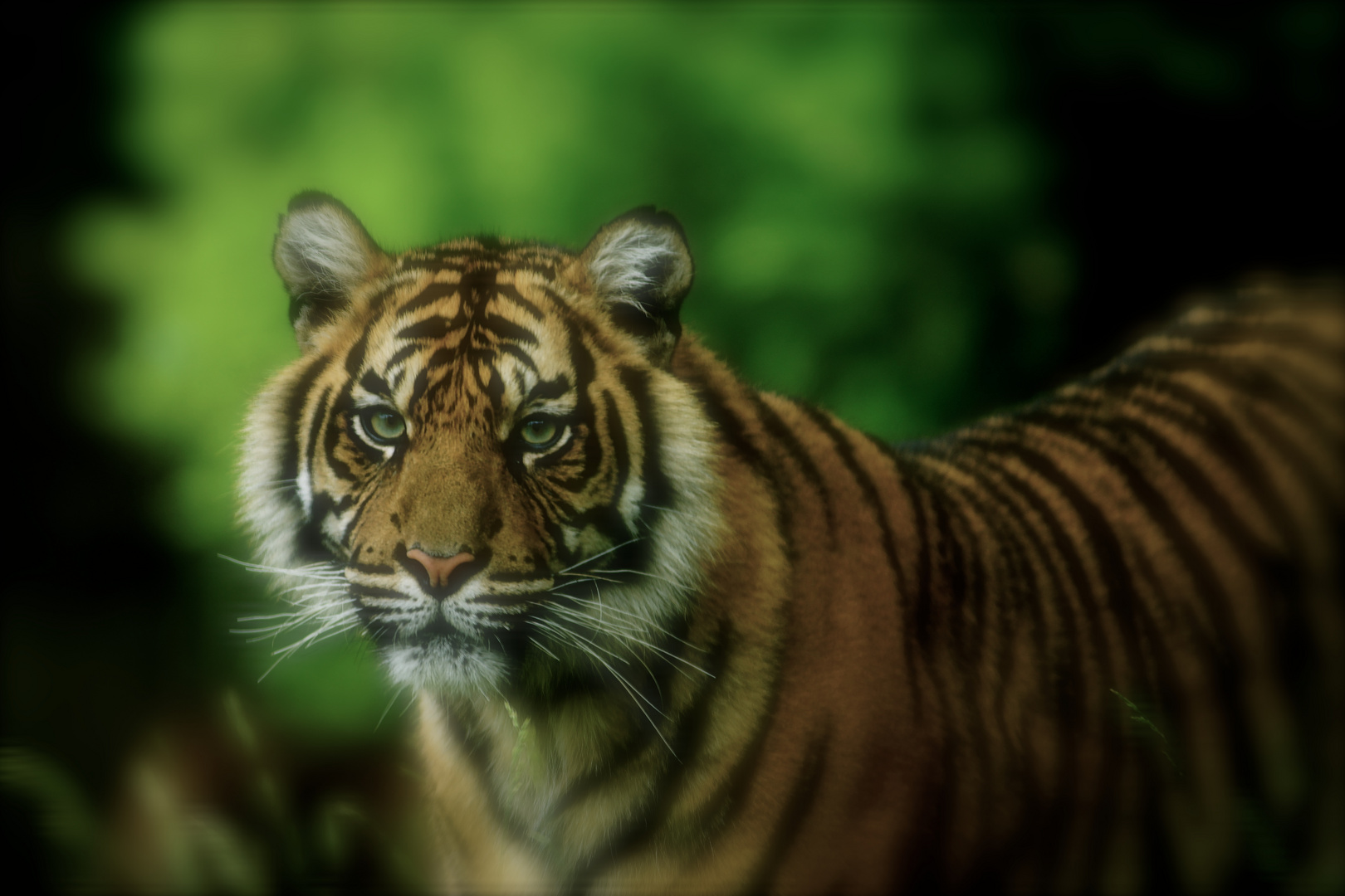 tiger