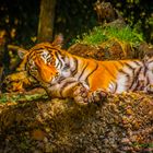 _Tiger_