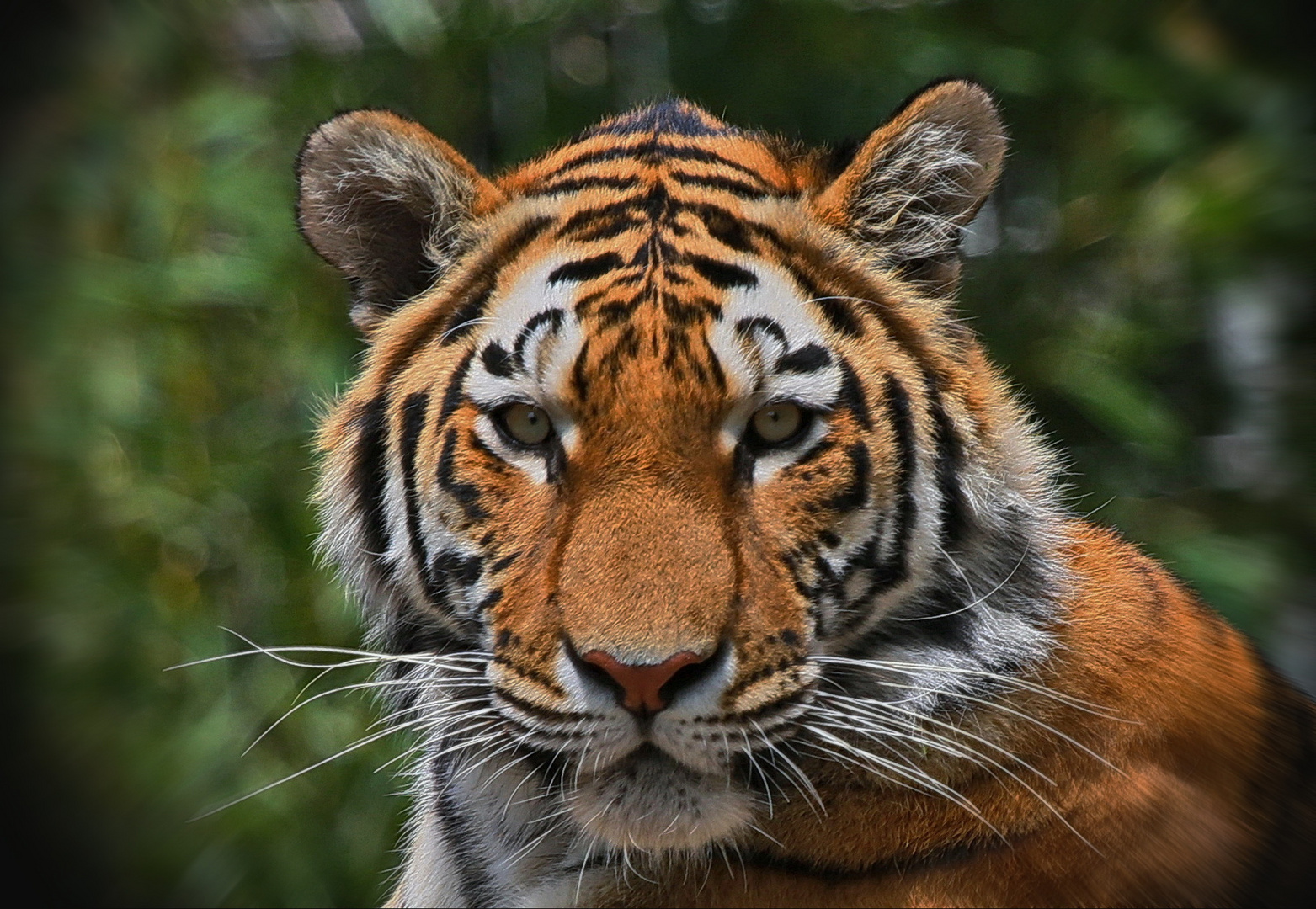 Tiger Foto & Bild | experimente, tiere, zoo, wildpark & falknerei