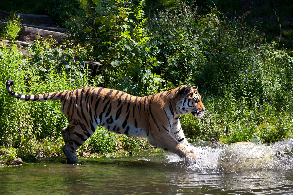 Tiger Action