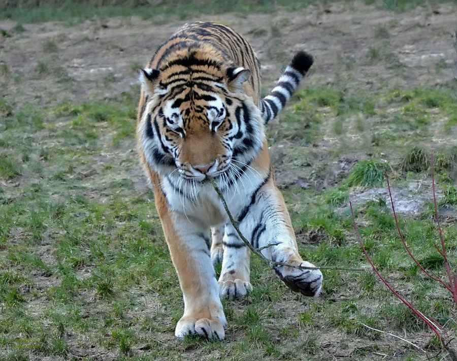 Tiger Alex & seine gefährliche Beute!!!