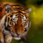Tiger Aljoscha
