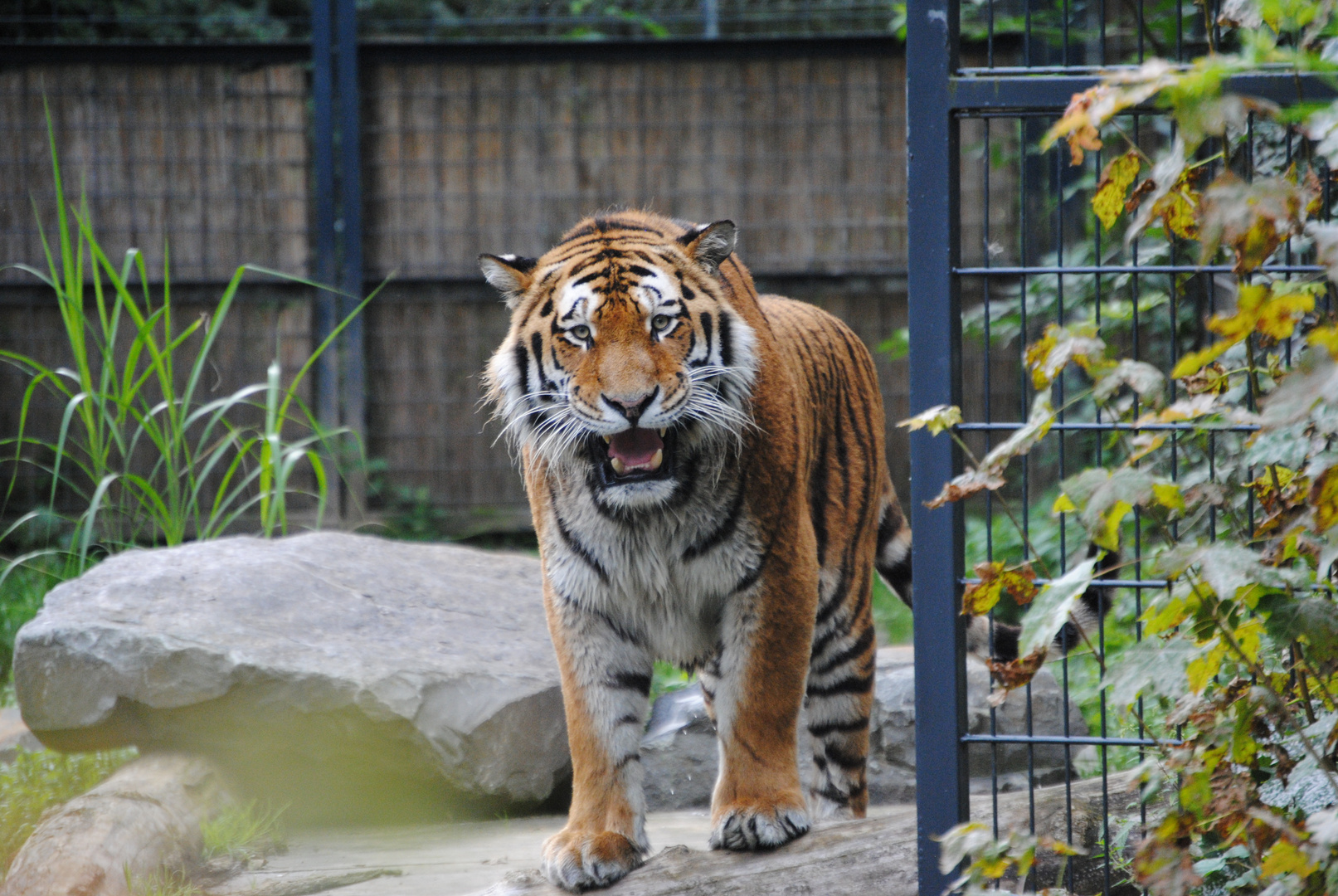 Tiger Altai