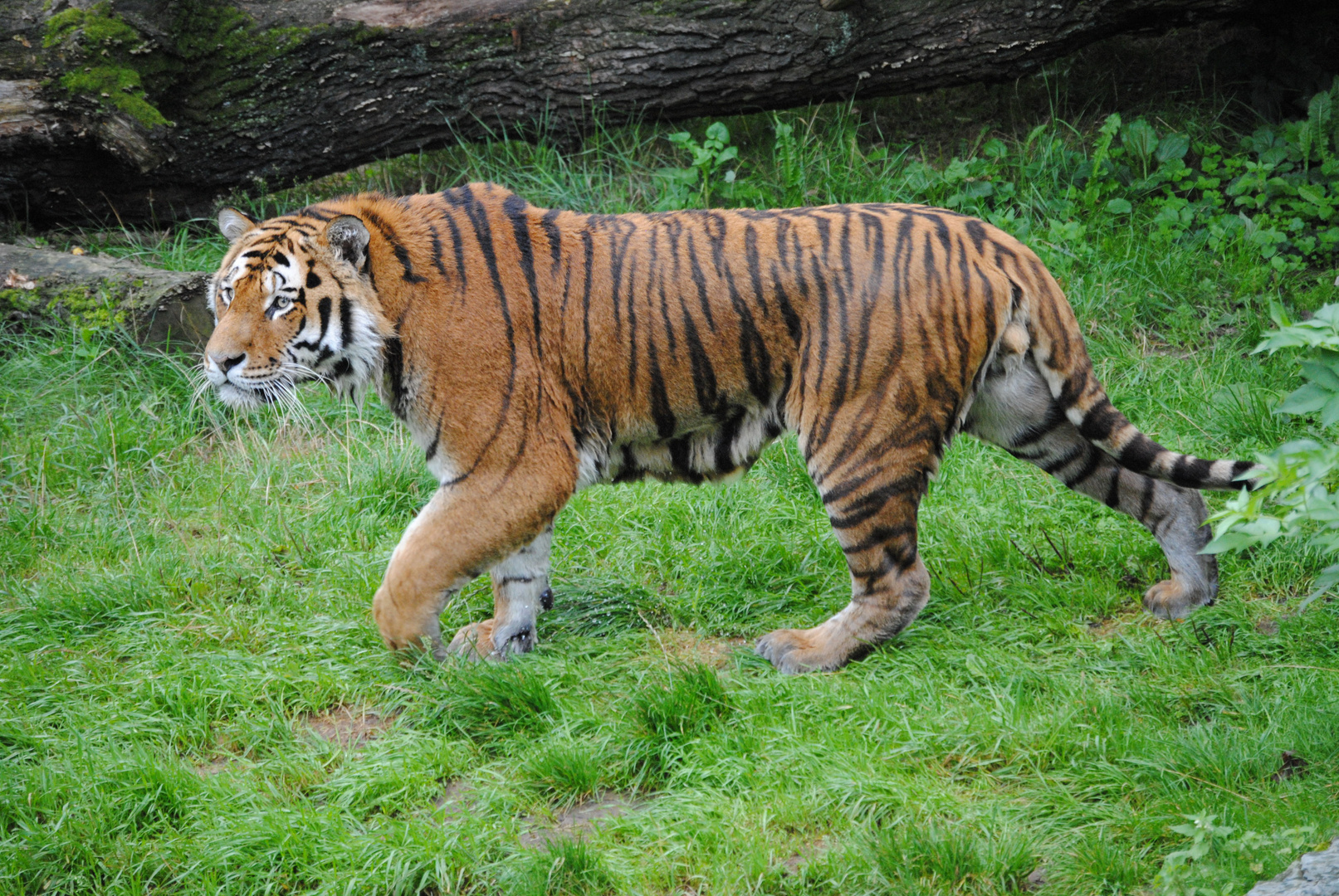 Tiger Altai 2