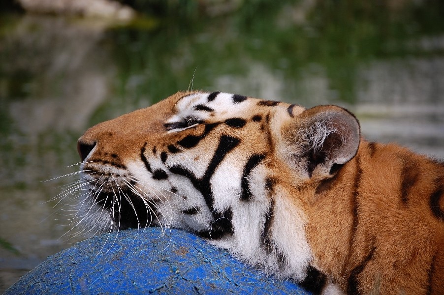 Tiger am Ballspielen