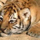 Tiger am Morgen