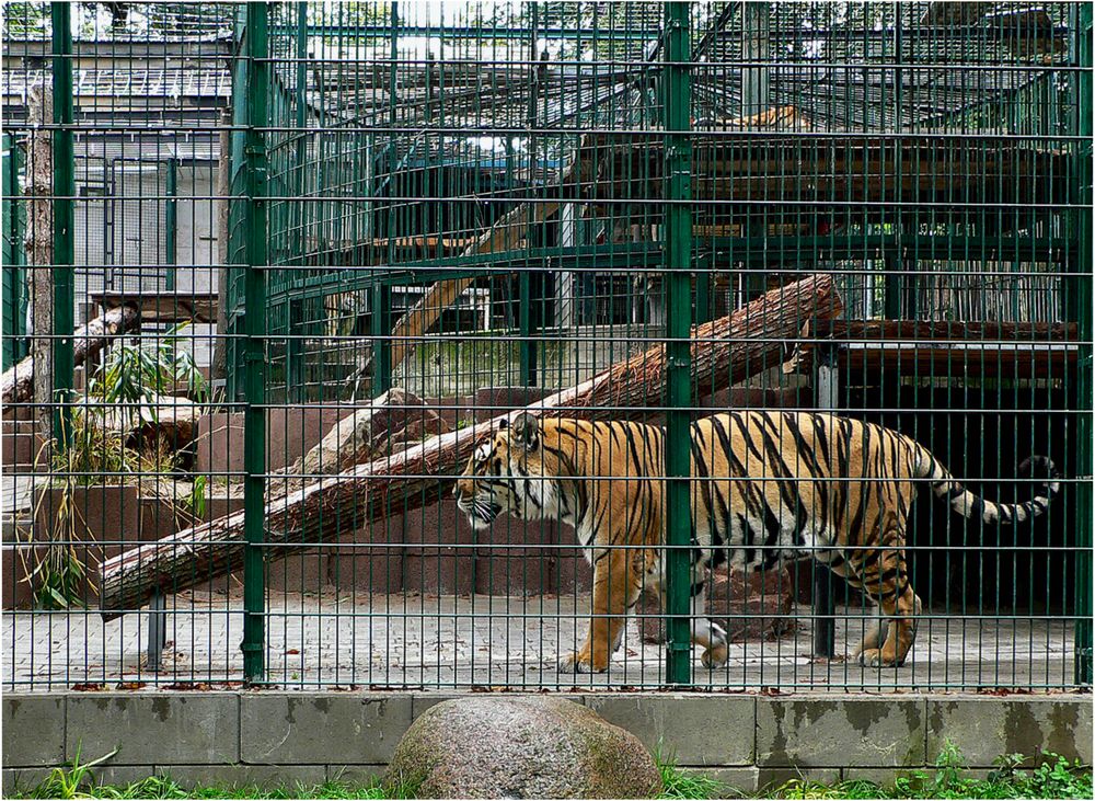 Tiger am Rhein