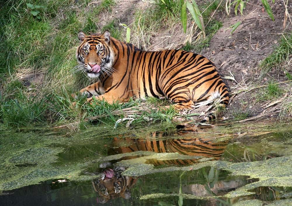 Tiger am Wasser