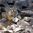 Tiger am Wasserloch in Indien