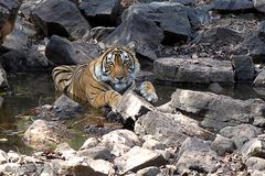 Tiger am Wasserloch in Indien