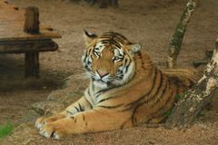 Tiger, Amneville Zoo, Frankreich