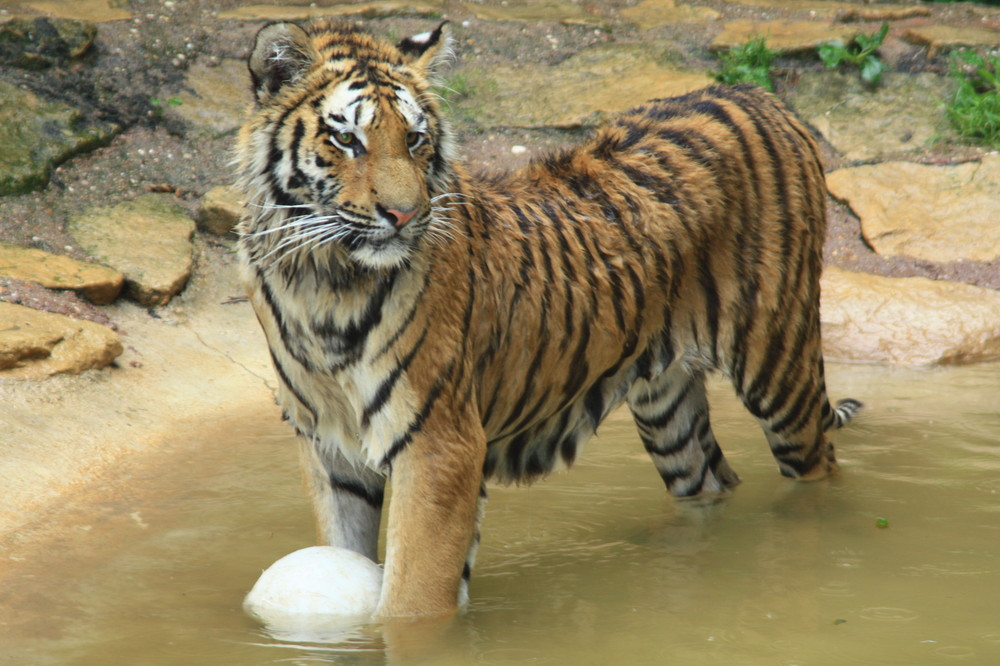 Tiger, Amneville Zoo, Frankreich