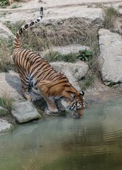 Tiger an der Tränke im Zoo Gelsenkirchen