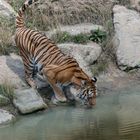 Tiger an der Tränke im Zoo Gelsenkirchen