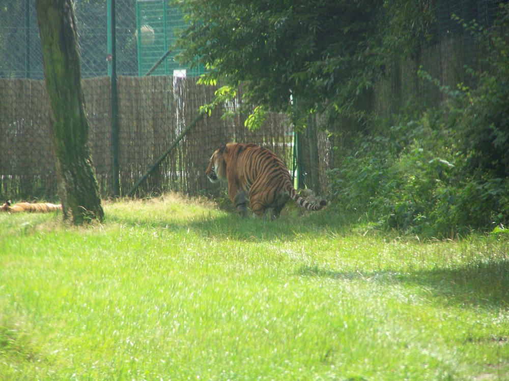 Tiger an ein geschäft machen