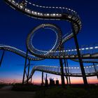 tiger and turtle ...