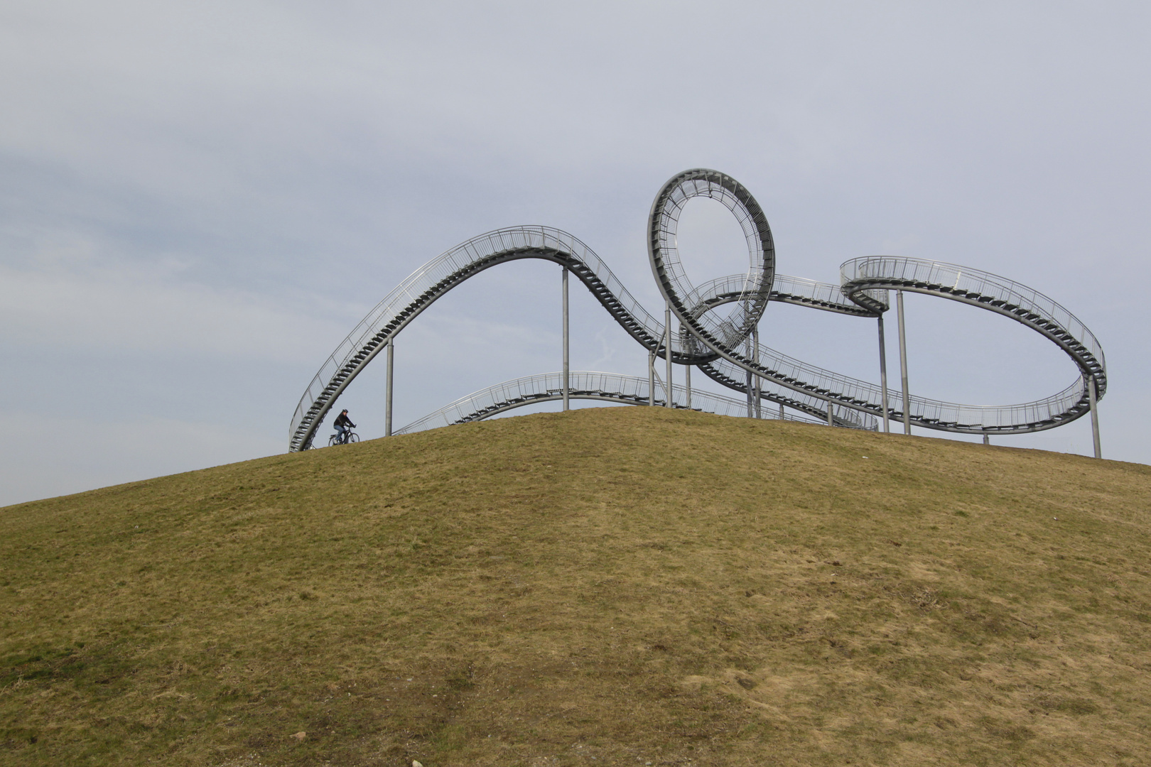 tiger and turtle