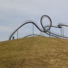 tiger and turtle