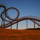 Tiger and Turtle