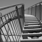 Tiger and Turtle