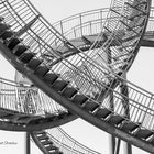 Tiger and Turtle