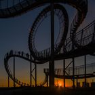 Tiger and Turtle °