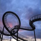 tiger and turtle