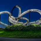 Tiger And Turtle II